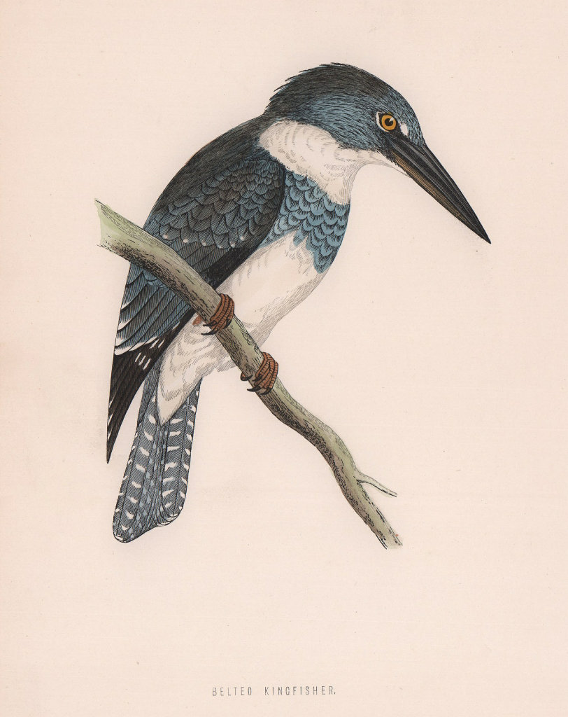 Belted Kingfisher. Morris's British Birds. Antique colour print 1870 old