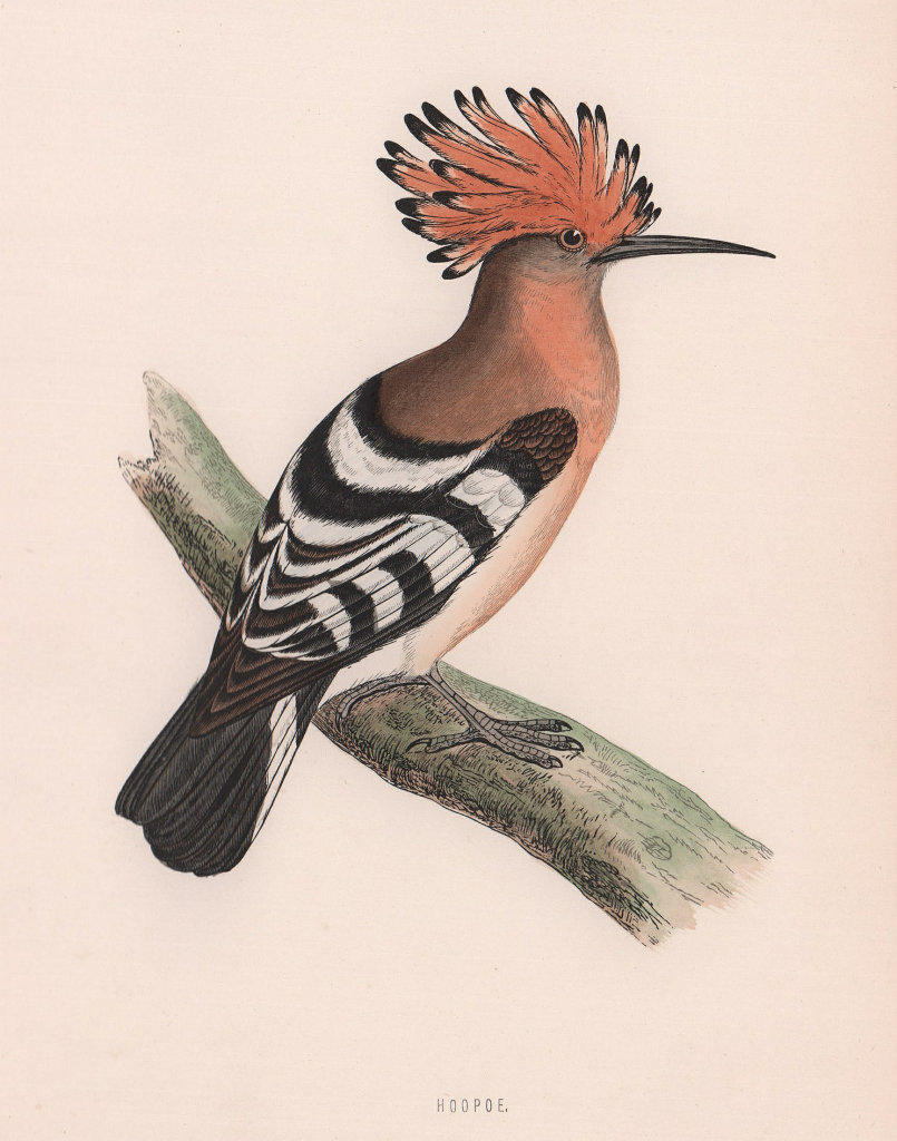 Hoopoe. Morris's British Birds. Antique colour print 1870 old