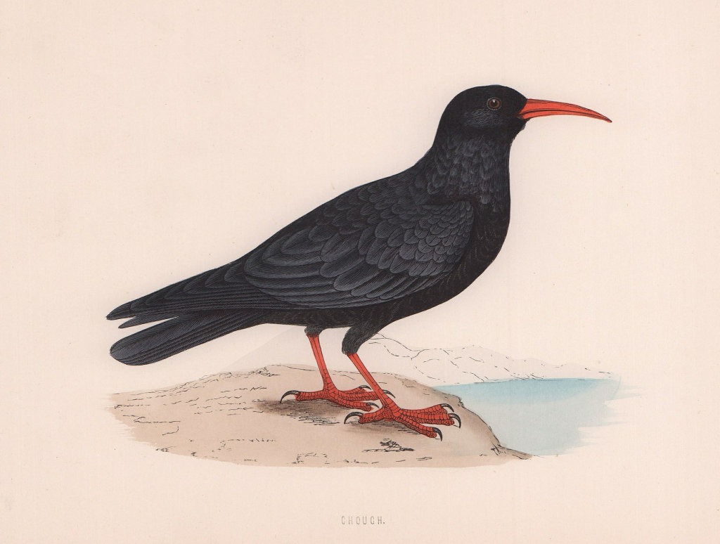 Chough. Morris's British Birds. Antique colour print 1870 old
