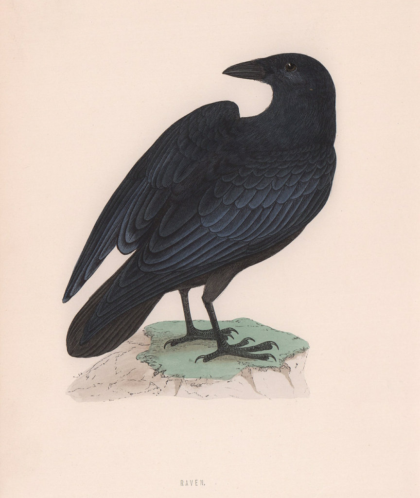 Raven. Morris's British Birds. Antique colour print 1870 old