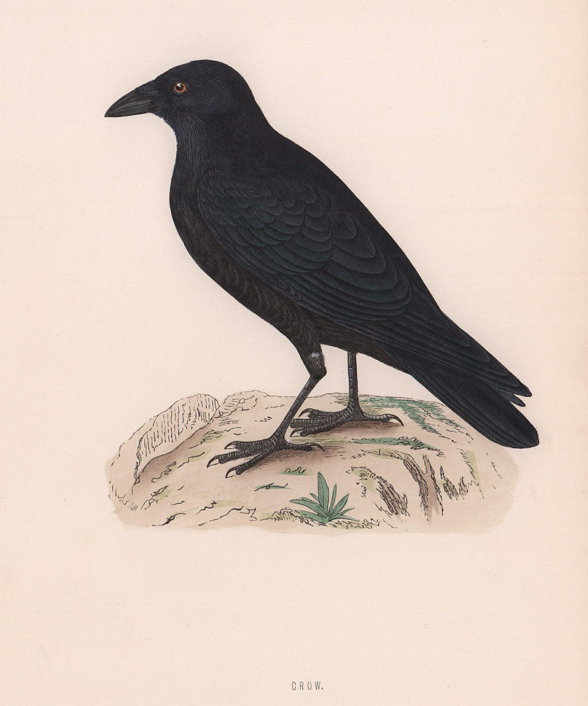 Crow. Morris's British Birds. Antique colour print 1870 old