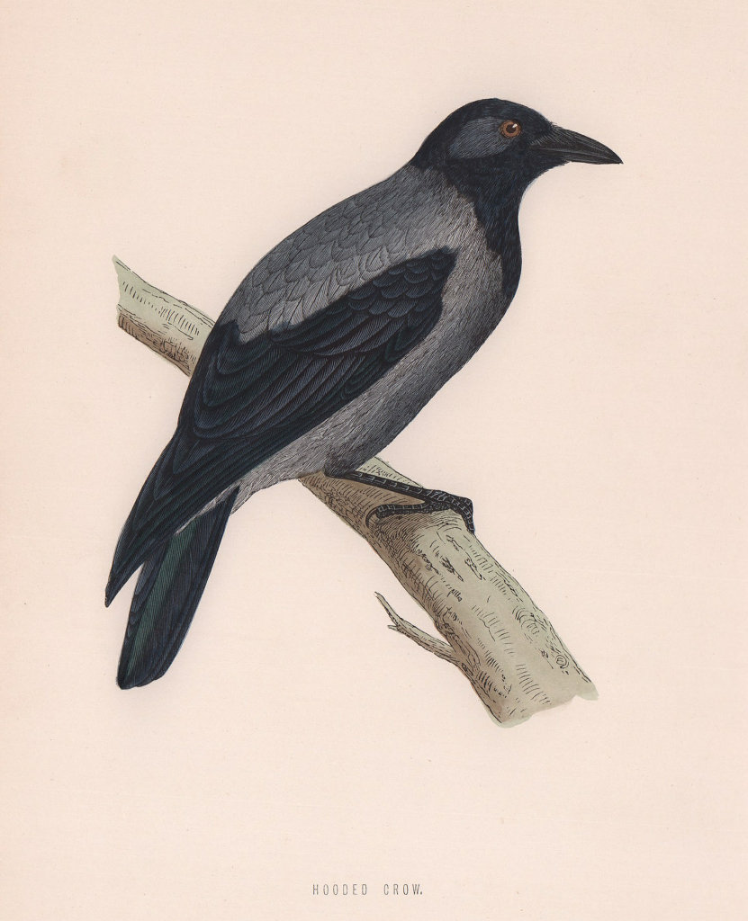 Hooded Crow. Morris's British Birds. Antique colour print 1870 old