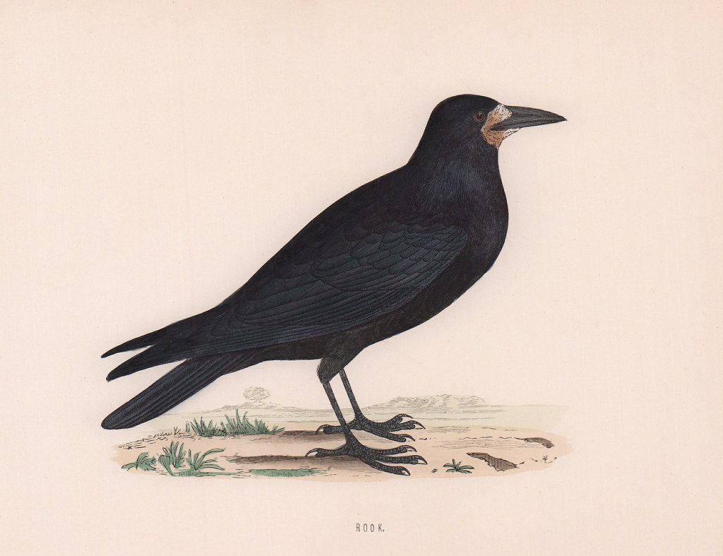 Rook. Morris's British Birds. Antique colour print 1870 old