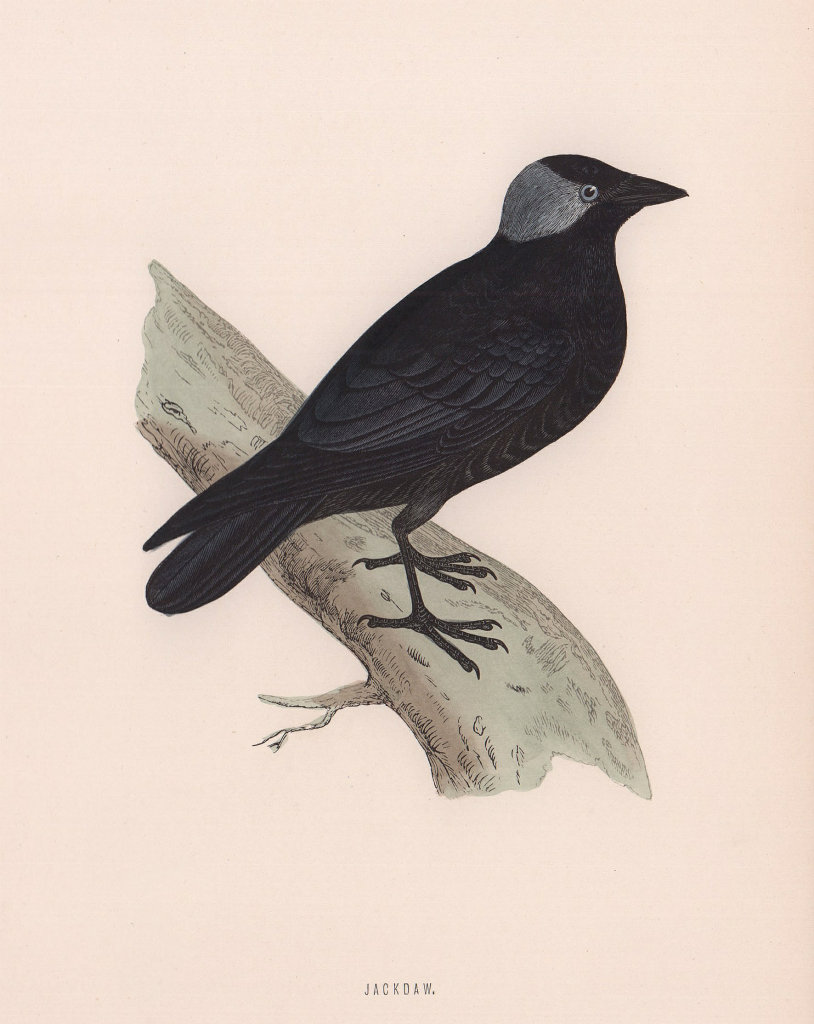 Associate Product Jackdaw. Morris's British Birds. Antique colour print 1870 old