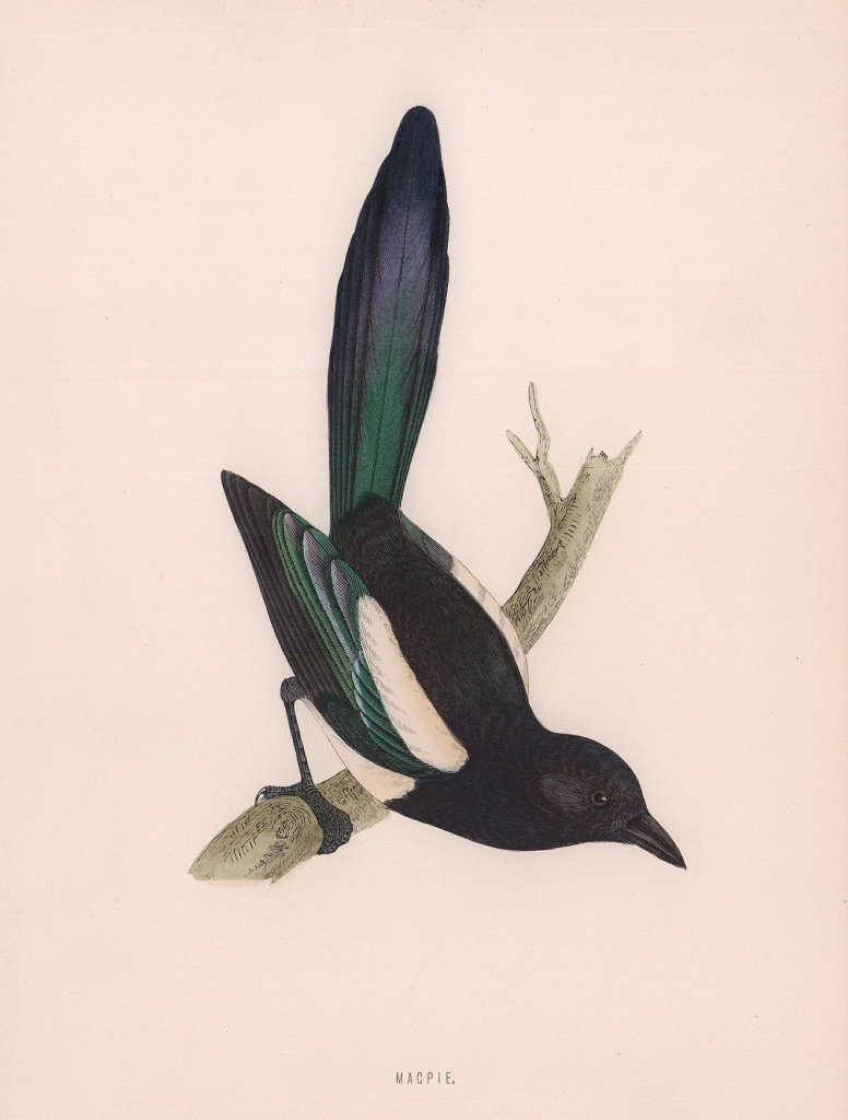 Magpie. Morris's British Birds. Antique colour print 1870 old