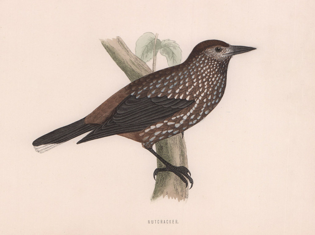 Nutcracker. Morris's British Birds. Antique colour print 1870 old