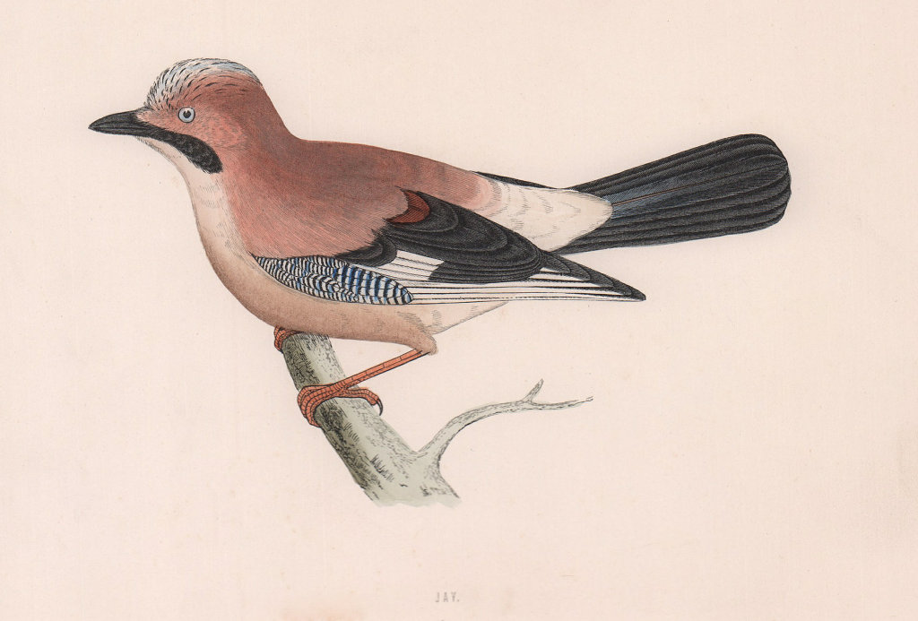 Jay. Morris's British Birds. Antique colour print 1870 old