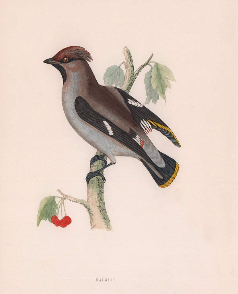 Associate Product Waxwing. Morris's British Birds. Antique colour print 1870 old