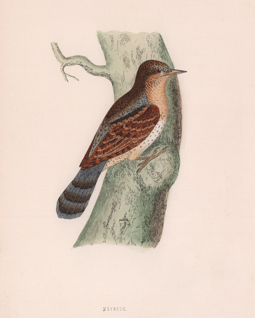 Associate Product Wryneck. Morris's British Birds. Antique colour print 1870 old