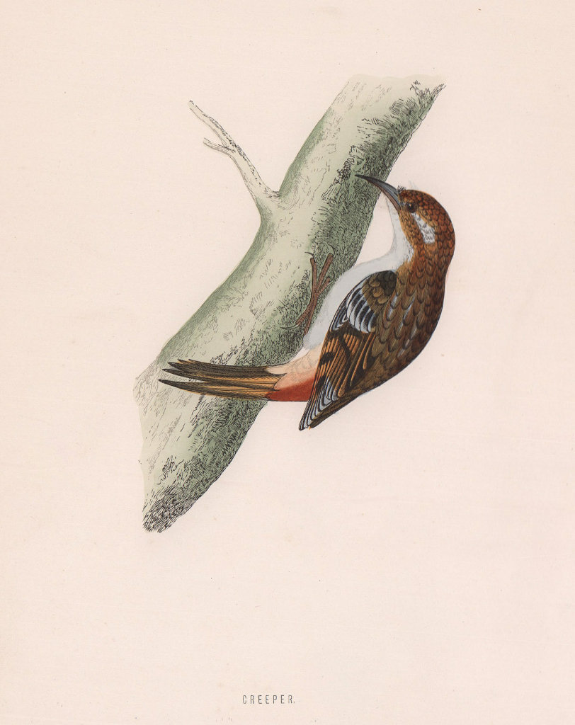 Creeper. Morris's British Birds. Antique colour print 1870 old