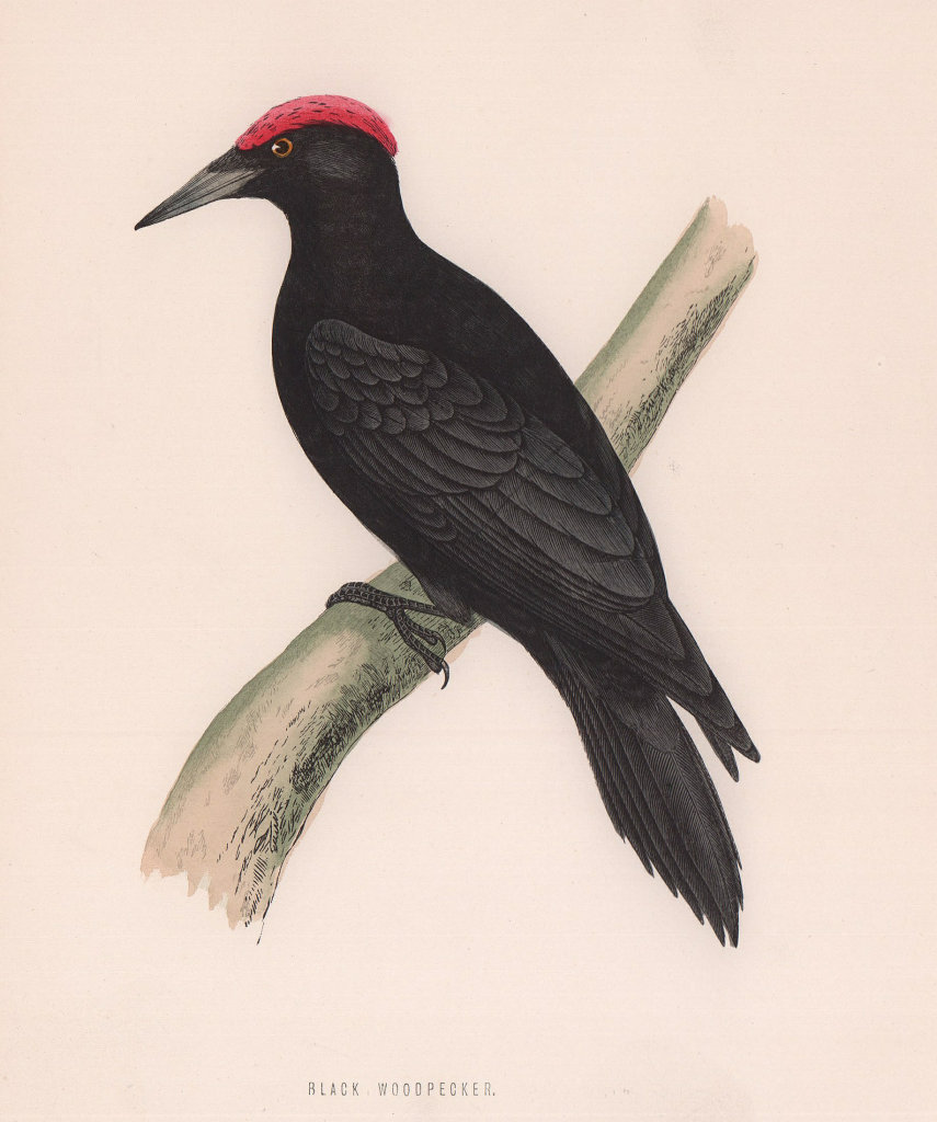 Black Woodpecker. Morris's British Birds. Antique colour print 1870 old
