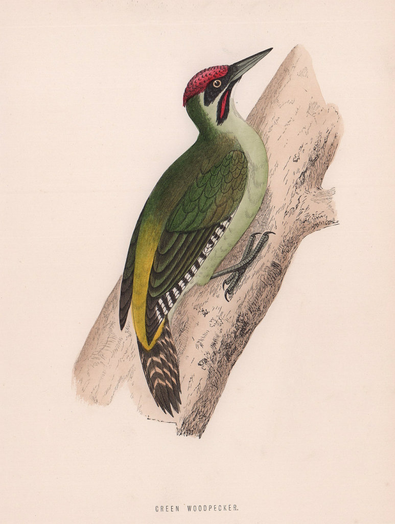 Green Woodpecker. Morris's British Birds. Antique colour print 1870 old