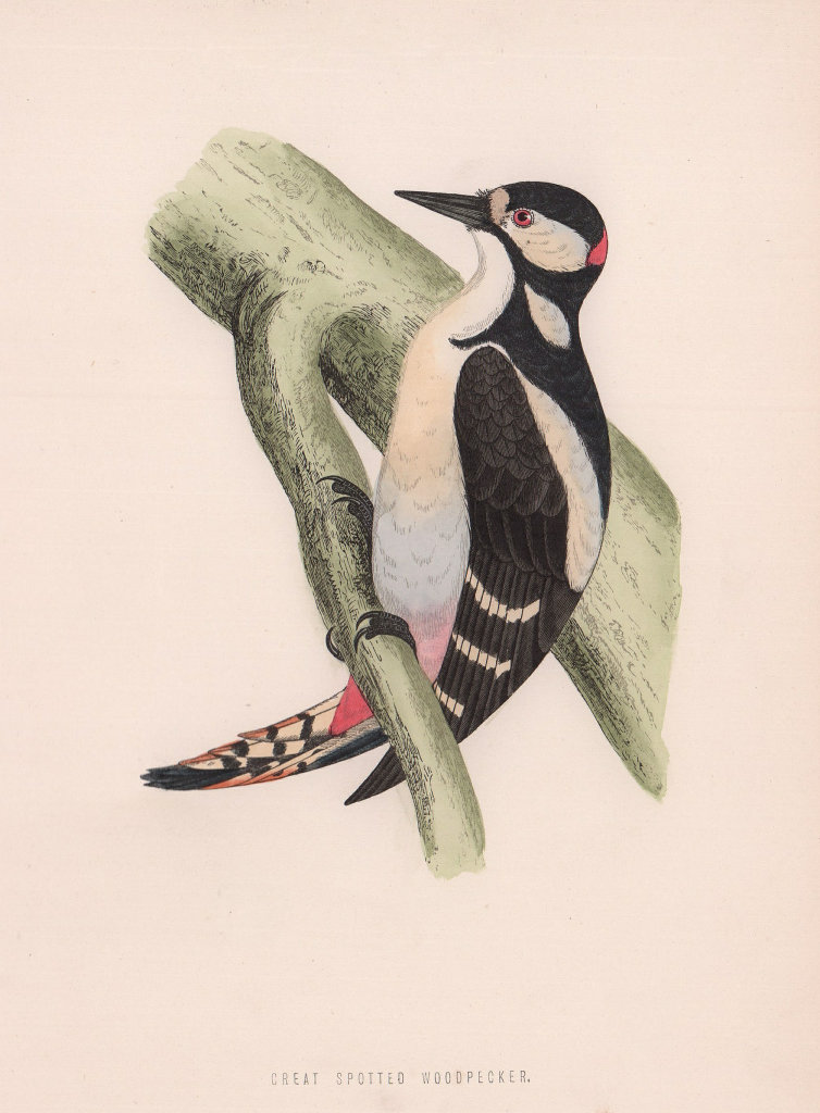 Great Spotted Woodpecker. Morris's British Birds. Antique colour print 1870