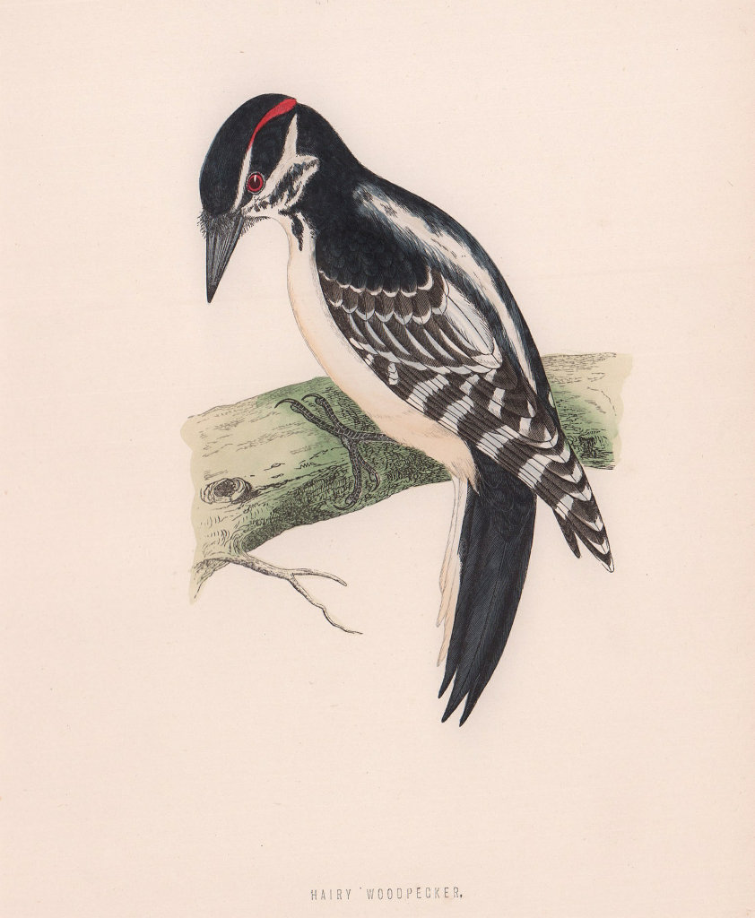 Hairy Woodpecker. Morris's British Birds. Antique colour print 1870 old