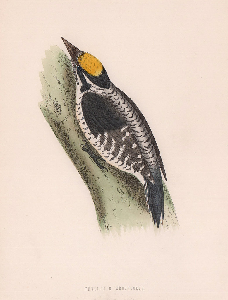Associate Product Three-toed Woodpecker. Morris's British Birds. Antique colour print 1870