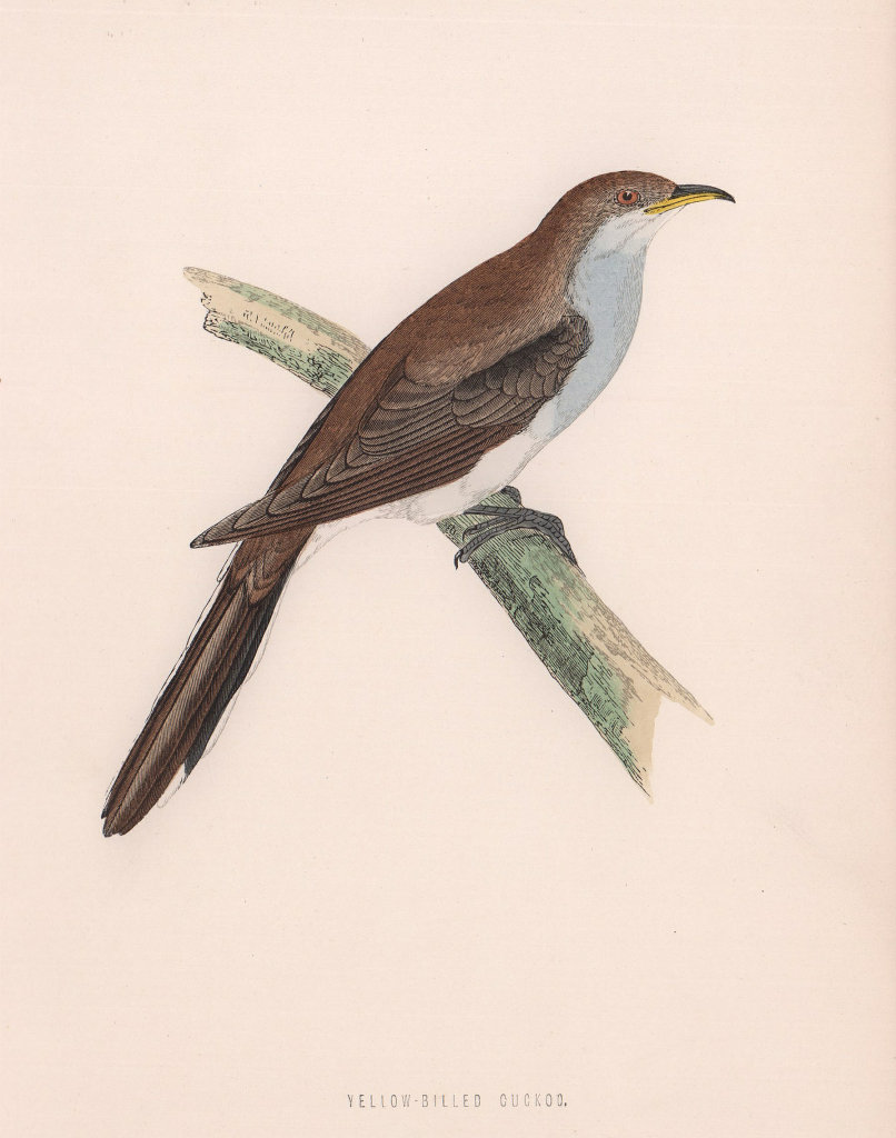 Yellow-billed Cuckoo. Morris's British Birds. Antique colour print 1870