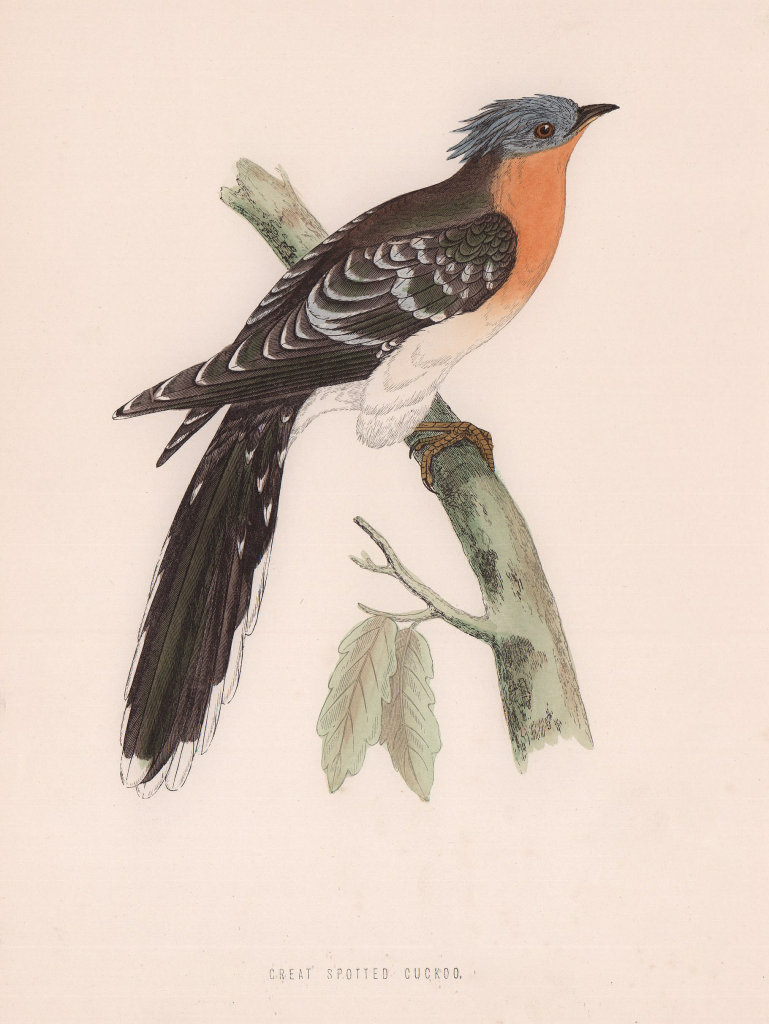Great Spotted Cuckoo. Morris's British Birds. Antique colour print 1870