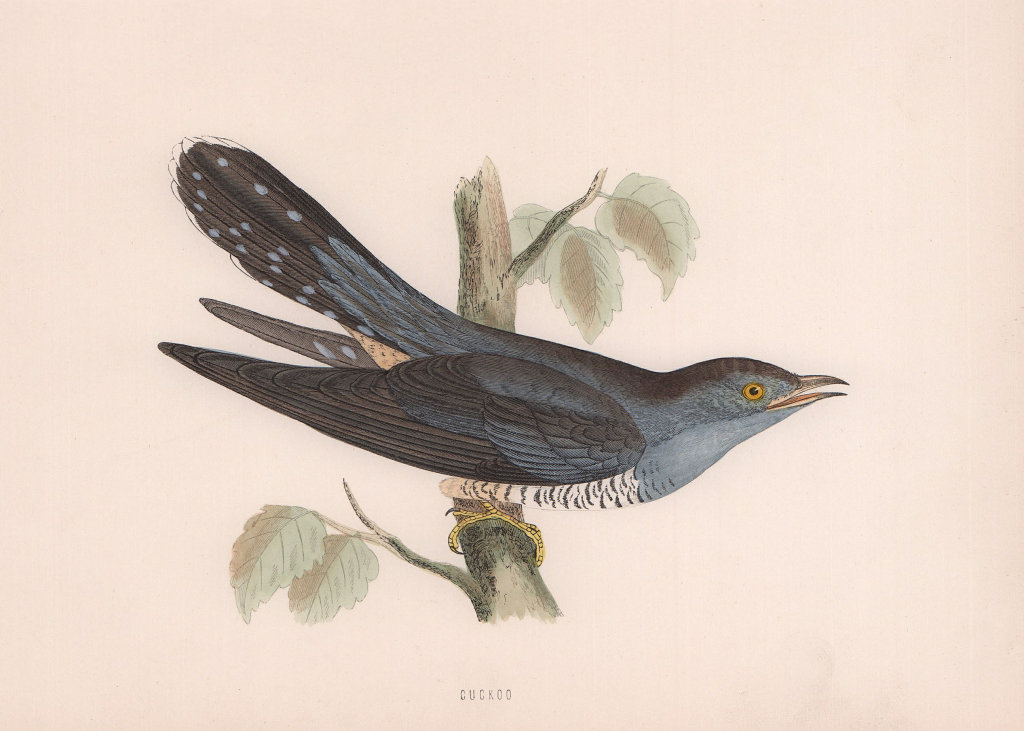 Cuckoo. Morris's British Birds. Antique colour print 1870 old