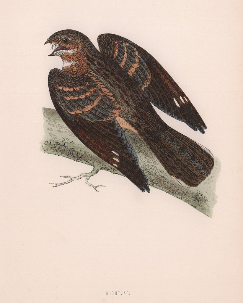 Nightjar. Morris's British Birds. Antique colour print 1870 old