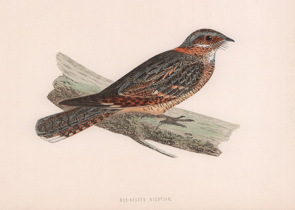 Red-Necked Nightjar. Morris's British Birds. Antique colour print 1870