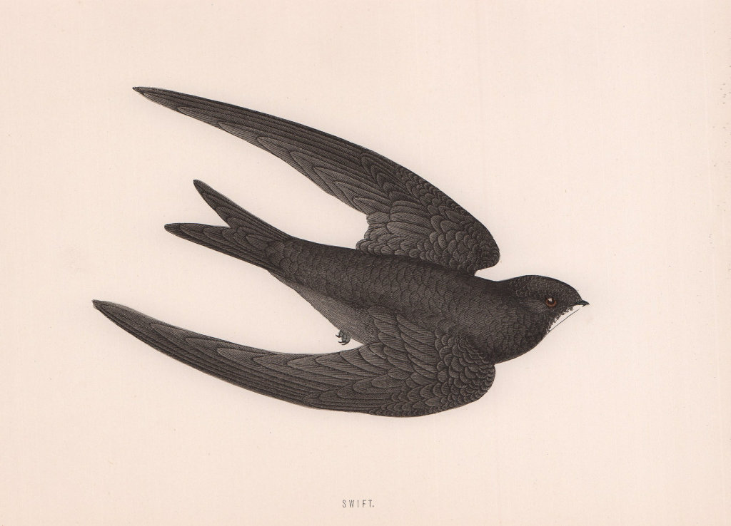 Swift. Morris's British Birds. Antique colour print 1870 old
