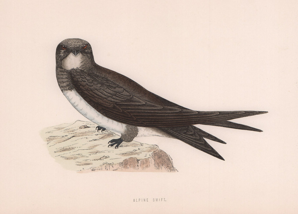 Alpine Swift. Morris's British Birds. Antique colour print 1870 old