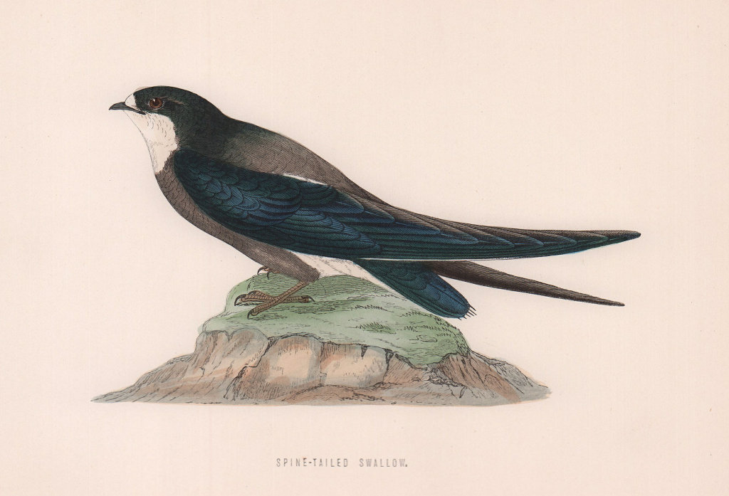 Spine-tailed Swallow. Morris's British Birds. Antique colour print 1870
