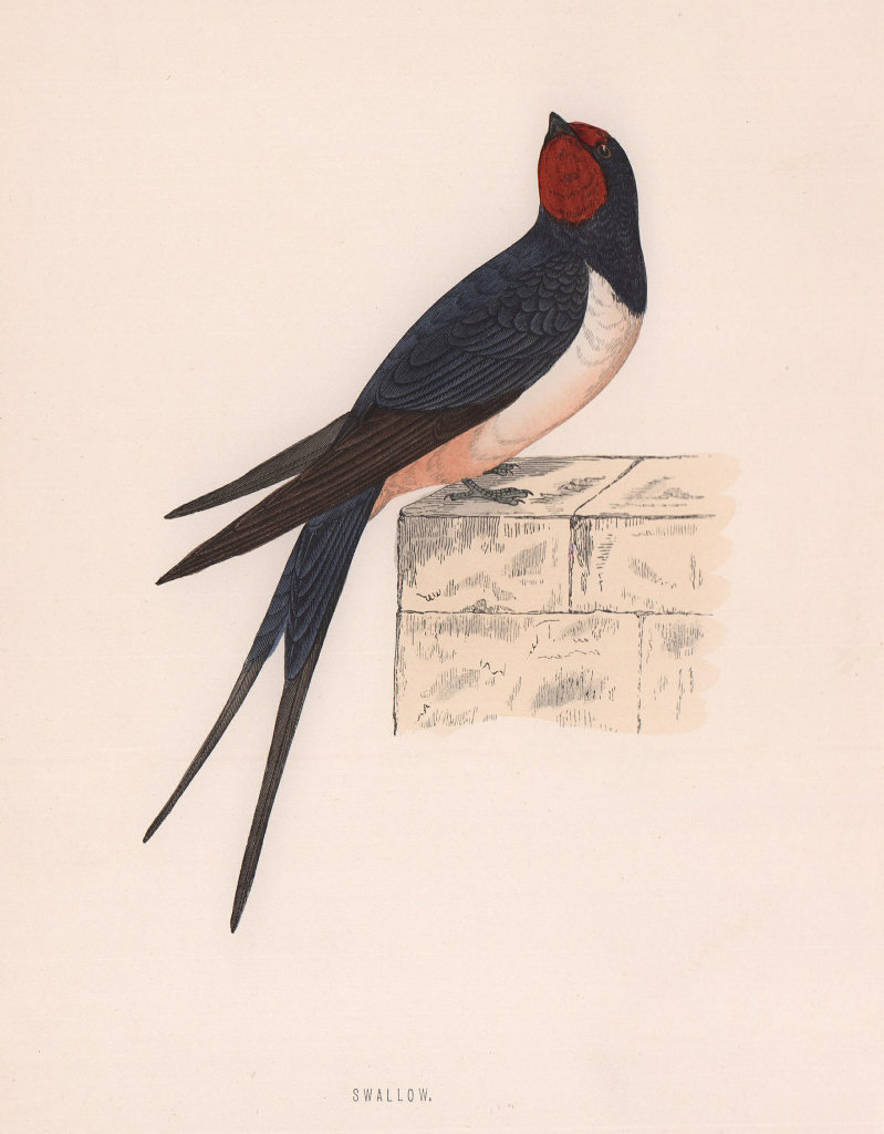 Swallow. Morris's British Birds. Antique colour print 1870 old