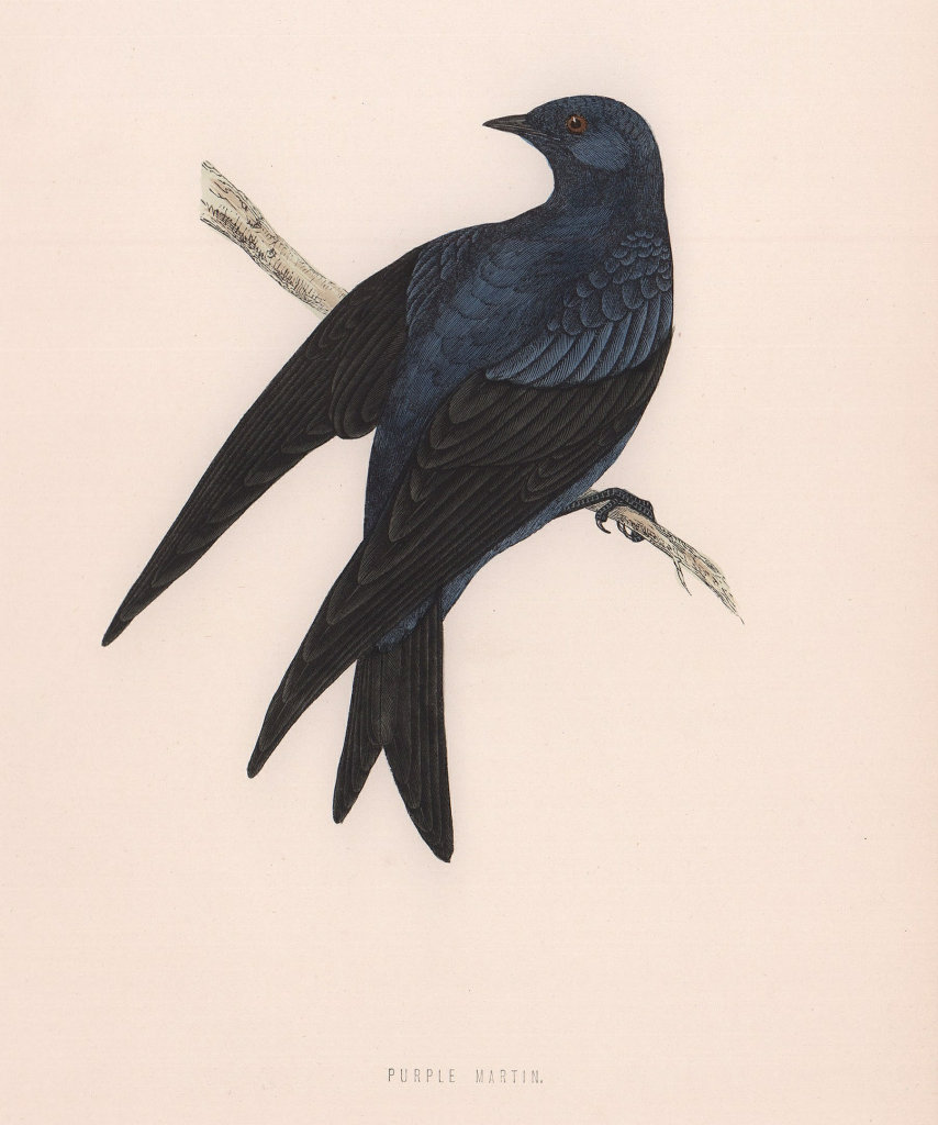 Purple Martin. Morris's British Birds. Antique colour print 1870 old