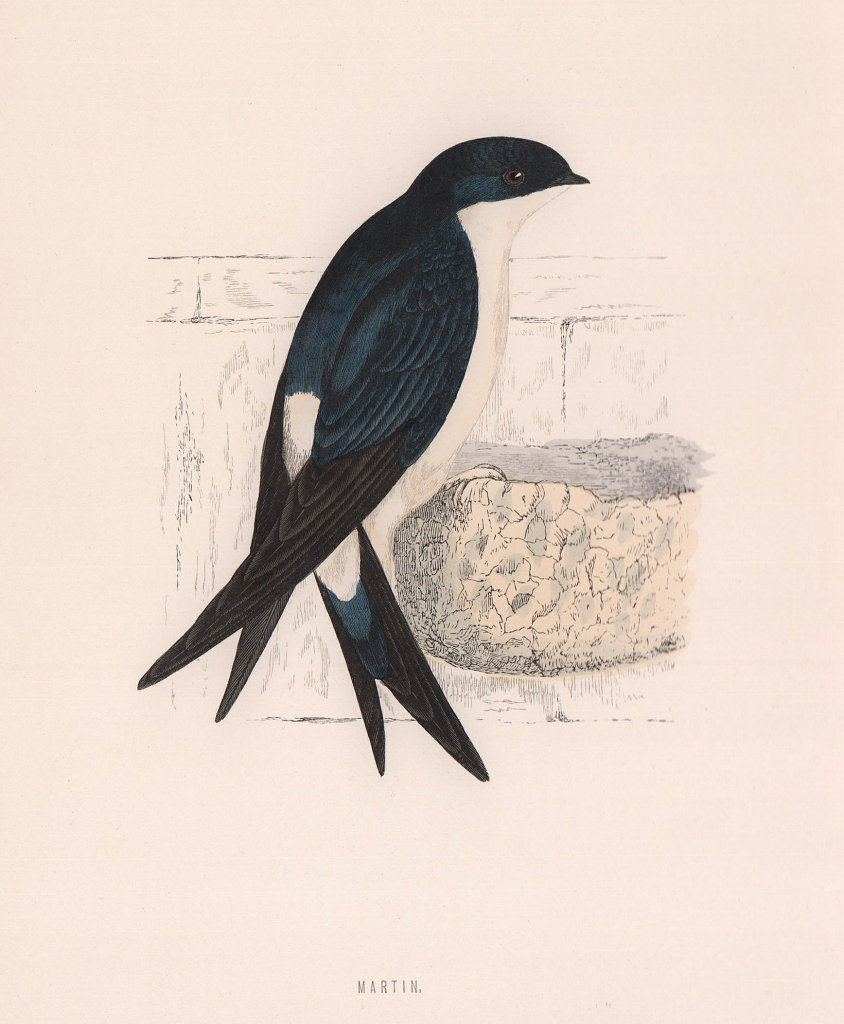 Martin. Morris's British Birds. Antique colour print 1870 old