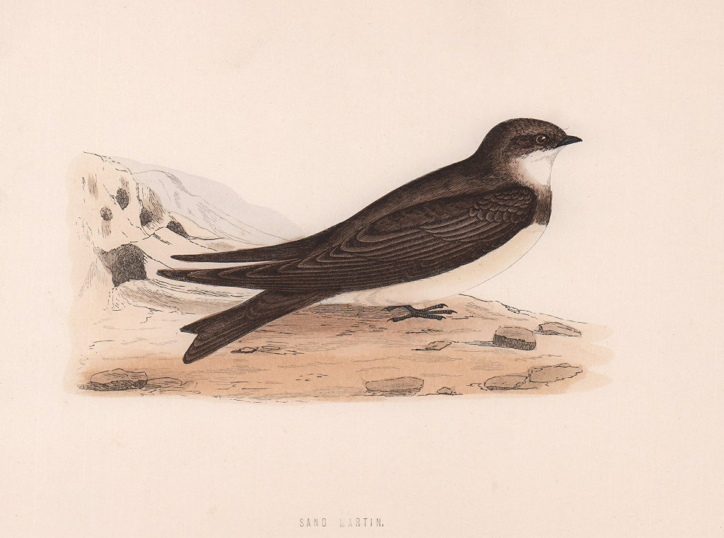 Sand Martin. Morris's British Birds. Antique colour print 1870 old