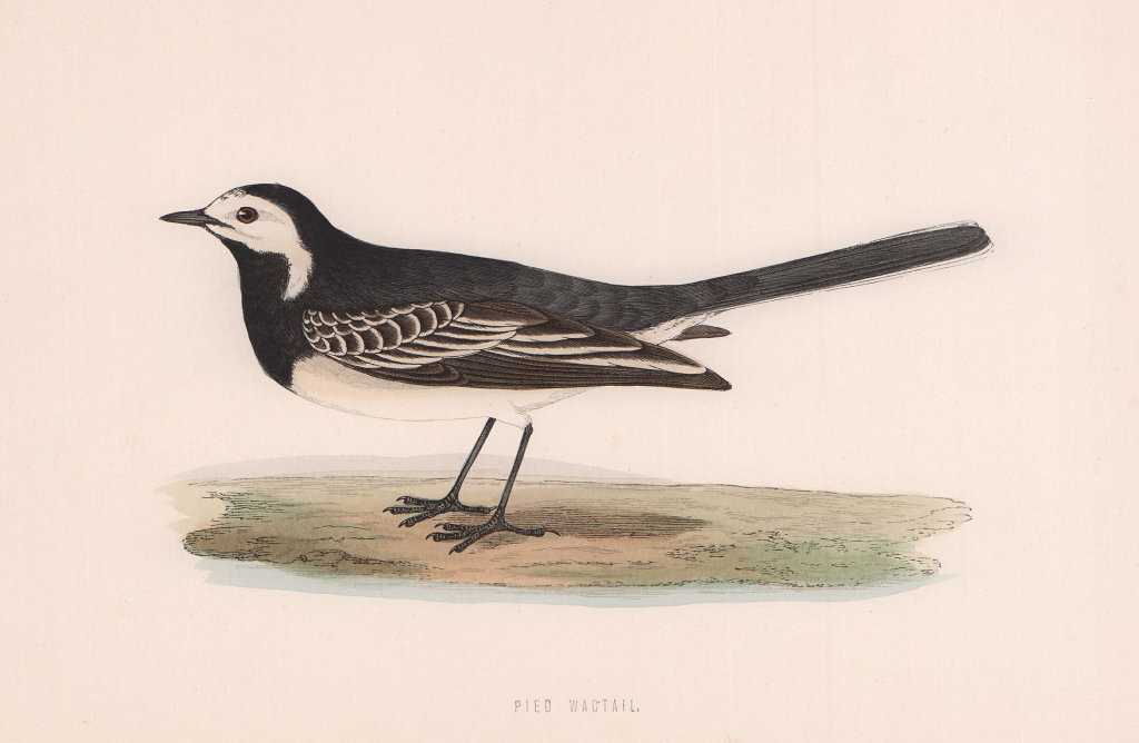 Associate Product Pied Wagtail. Morris's British Birds. Antique colour print 1870 old