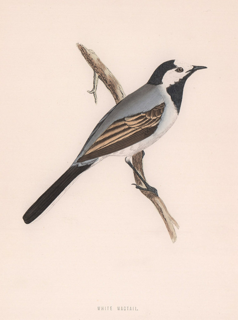 White Wagtail. Morris's British Birds. Antique colour print 1870 old