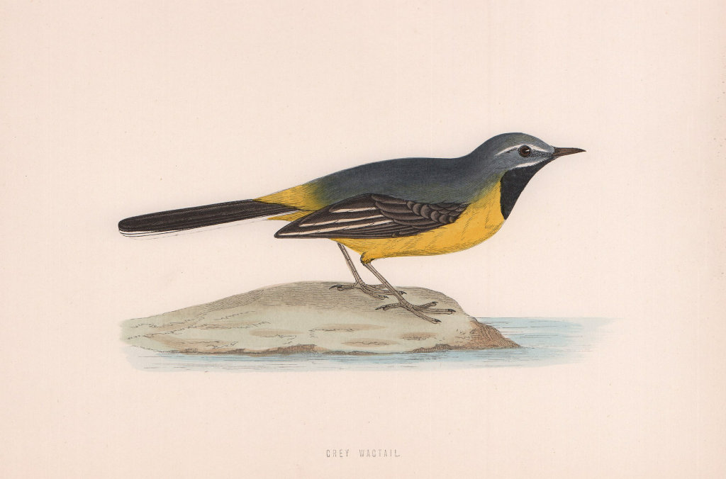 Grey Wagtail. Morris's British Birds. Antique colour print 1870 old