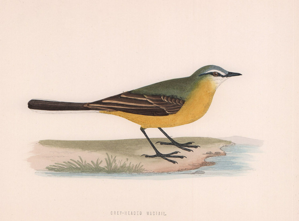 Grey-Headed Wagtail. Morris's British Birds. Antique colour print 1870
