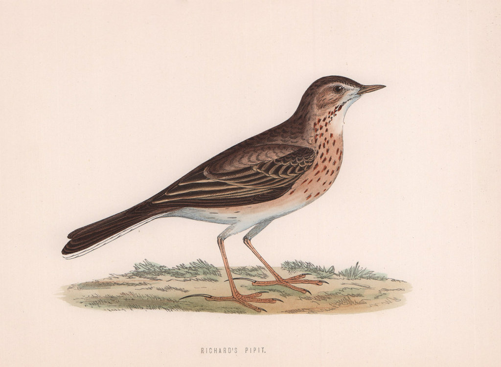 Richard's Pipit. Morris's British Birds. Antique colour print 1870 old