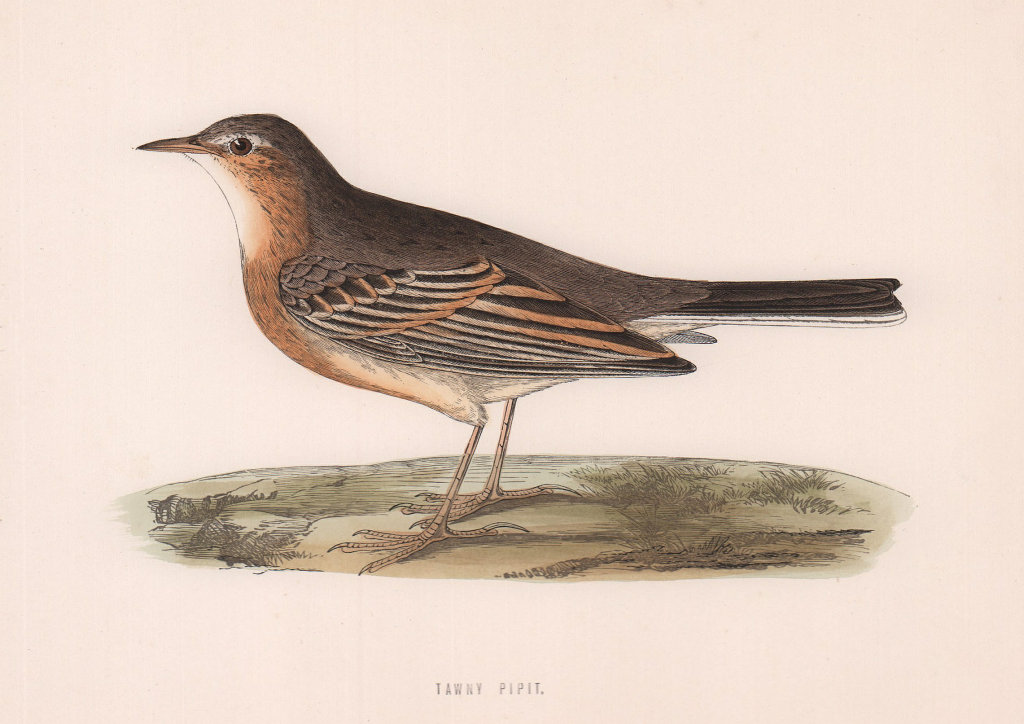 Tawny Pipit. Morris's British Birds. Antique colour print 1870 old