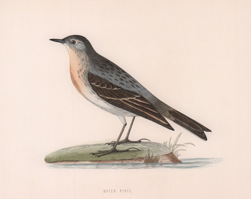 Associate Product Water Pipit. Morris's British Birds. Antique colour print 1870 old