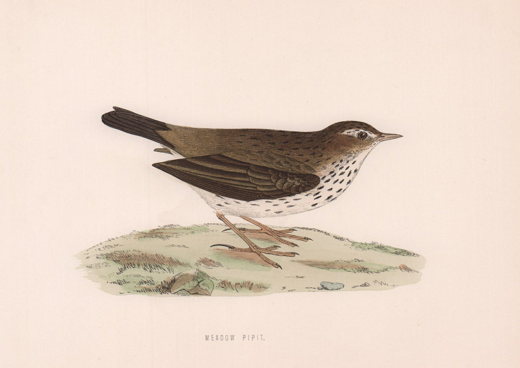 Meadow Pipit. Morris's British Birds. Antique colour print 1870 old