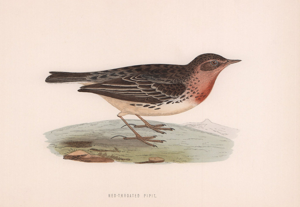 Red-Throated Pipit. Morris's British Birds. Antique colour print 1870