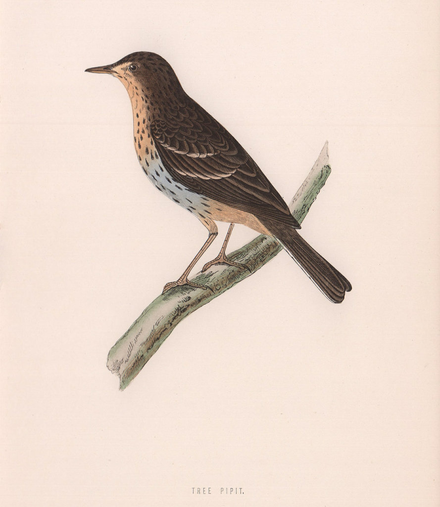 Tree Pipit. Morris's British Birds. Antique colour print 1870 old