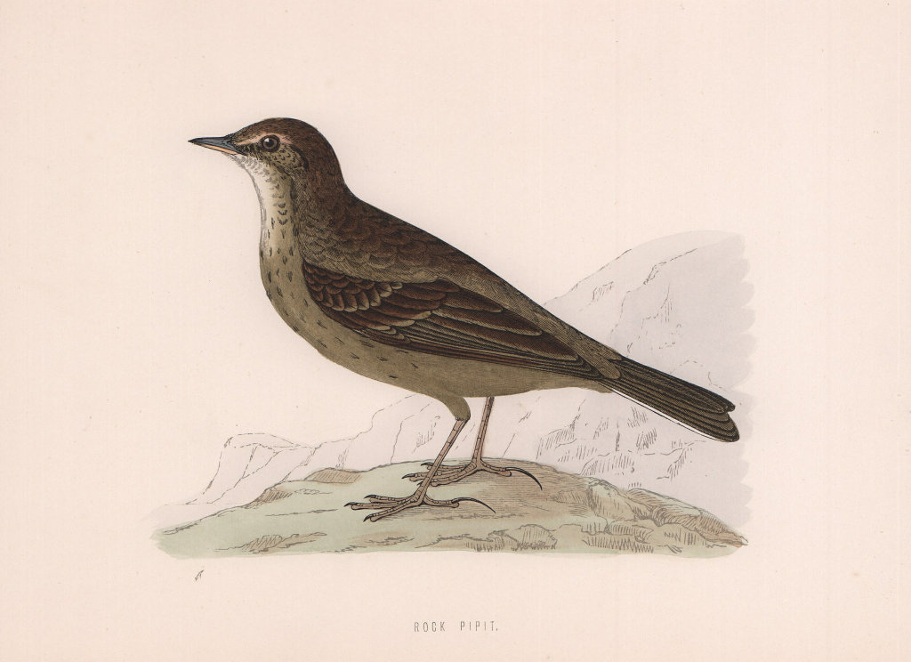 Rock Pipit. Morris's British Birds. Antique colour print 1870 old