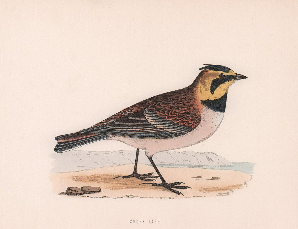 Shore Lark. Morris's British Birds. Antique colour print 1870 old
