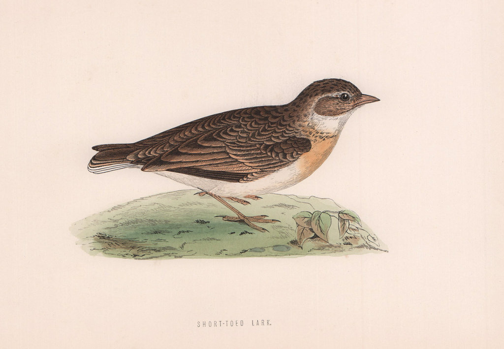 Short-toed Lark. Morris's British Birds. Antique colour print 1870 old