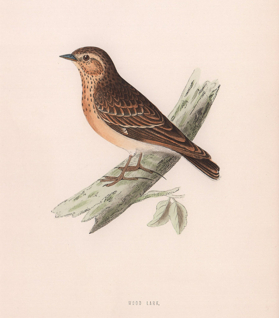 Wood Lark. Morris's British Birds. Antique colour print 1870 old