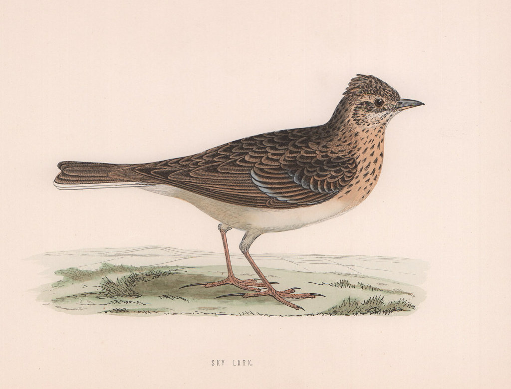 Sky Lark. Morris's British Birds. Antique colour print 1870 old