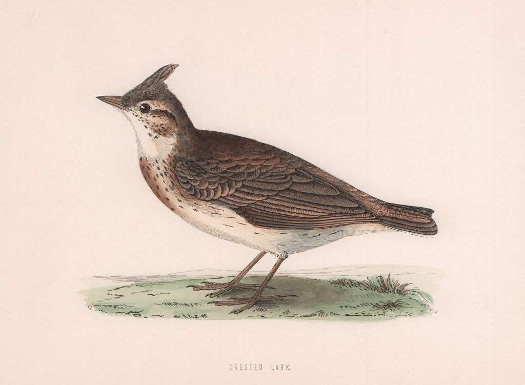 Associate Product Crested Lark. Morris's British Birds. Antique colour print 1870 old