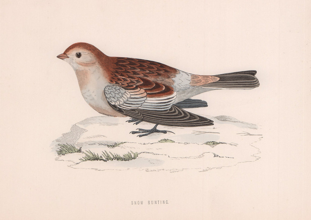 Snow Bunting. Morris's British Birds. Antique colour print 1870 old