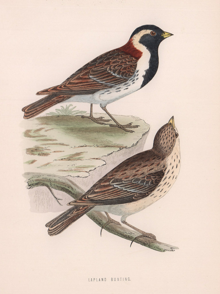 Lapland Bunting. Morris's British Birds. Antique colour print 1870 old
