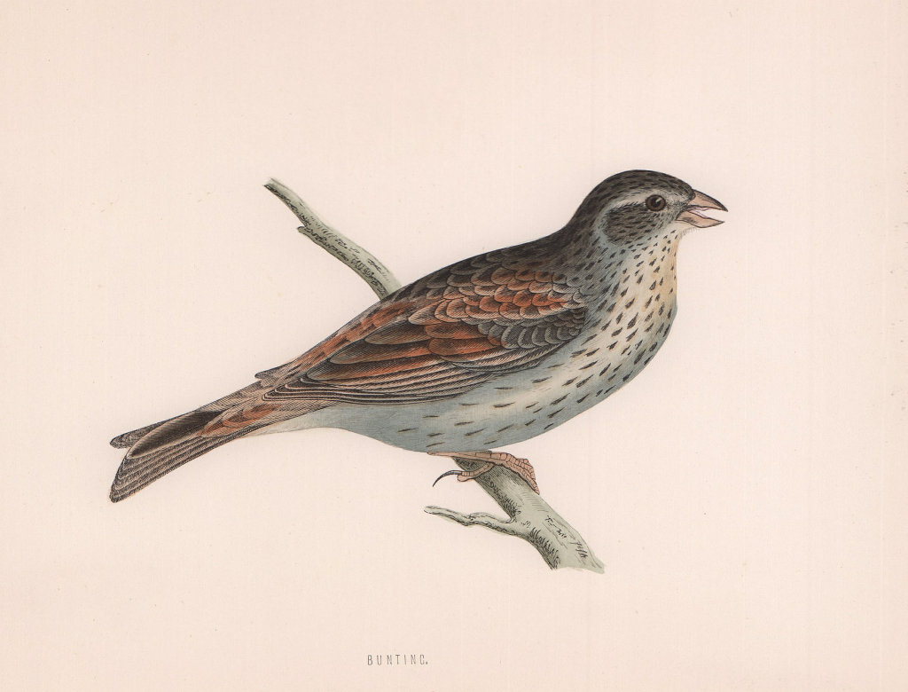 Associate Product Bunting. Morris's British Birds. Antique colour print 1870 old